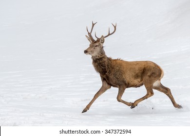 male deer while running on the snow background