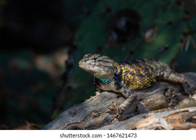 Male Desert Spiny Lizard Sceloporus Magister Stock Photo 1467621473 ...