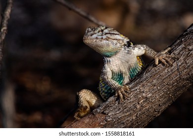 A Male Desert Spiny Lizard, Sceloporus Magister Posing On A Cats Claw Acacia Branch With A Dark Background. Wild Native Wildlife In The Sonoran Desert. Blue, Yellow, White And Black Reptile.