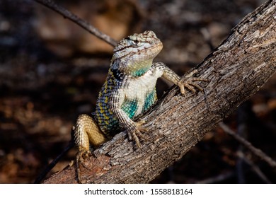 A Male Desert Spiny Lizard, Sceloporus Magister Posing On A Cats Claw Acacia Branch With A Dark Background. Wild Native Wildlife In The Sonoran Desert. Blue, Yellow, White And Black Reptile.