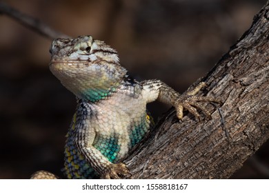 A Male Desert Spiny Lizard, Sceloporus Magister Posing On A Cats Claw Acacia Branch With A Dark Background. Wild Native Wildlife In The Sonoran Desert. Blue, Yellow, White And Black Reptile.