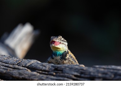 A male desert spiny lizard, Sceloporus magister,  in breeding colors on a fallen dead tree with his tongue sticking out. Sonoran desert wildlife, a native reptile in a funny pose. Tucson, Arizona, USA