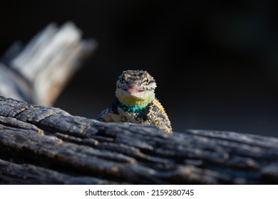 A male desert spiny lizard, Sceloporus magister,  in breeding colors on a fallen dead tree with his tongue sticking out. Sonoran desert wildlife, a native reptile in a funny pose. Tucson, Arizona, USA