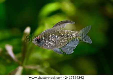 Male of Diamond Tetra (Moenkhausia pittieri) in aquarium. It is a small freshwater fish of the characin family (Characidae). It is found in and around Lake Valencia in Venezuela, South America.