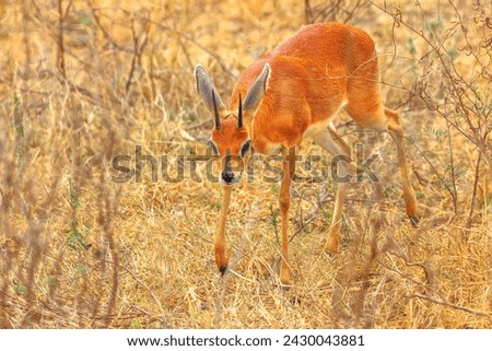 Male of Dik Dik standing in grassland nature, dry season. Kruger National Park in South Africa. The Dik-Dik is a small antelopes of genus Madoqua. Kirk's specie.