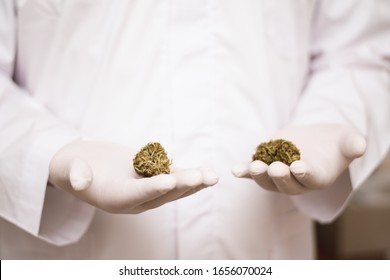 Male doctor holding marijuana bud in his hands closeup - Shutterstock ID 1656070024