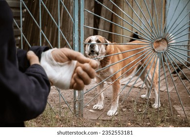 The male dog Alabai bit the man's hand. Bandaged human hand after dog bite Concept of animal care and rabies prevention