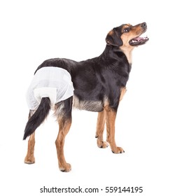 Male Dog Diapers Looks Down. Isolated On White.