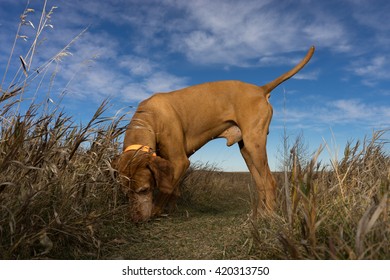 Male Dog Sniffing The Ground Outdoors In The Grass