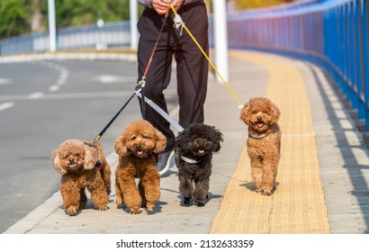 Male Dog Walker Walking Four Poodle