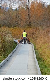 Male Dog Walker Walking Large Dogs On Wood Pathway In Forest.