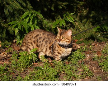 Male Domestic Serval Savannah Cat With Golden Eyes Walking On A Leash.