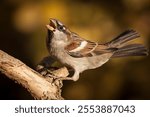 male domestic sparrow in a fighting pose, passer domesticus, male, feathers, fighting, pose, beak, pattern, wings