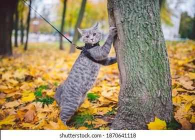 A male domestic young cute predator cat climbs tree,dressed pet leash harness well-groomed, hunting for birds and small animals in the fall sunny day.The topic of pets and hunting instinct,outdoors.