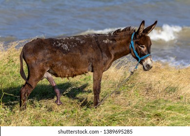 Similar Images Stock Photos Vectors Of Male Donkey In An Erection Shutterstock