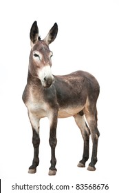 male donkey on white background