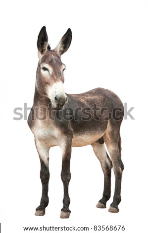 male donkey on white background