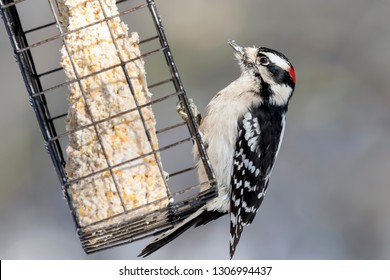 Male Downy Woodpecker On Suet Feeder Stock Photo 1306994437 | Shutterstock