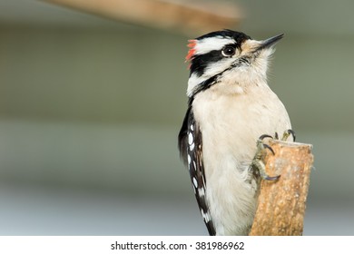 A Male Downy Woodpecker Perched On A Limb In Northern Lexington, Kentucky During A Winter Storm.