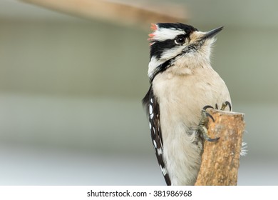 A Male Downy Woodpecker Perched On A Limb In Northern Lexington, Kentucky During A Winter Storm.