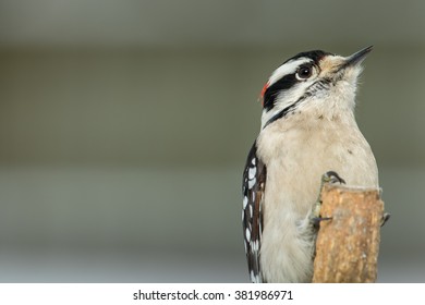 A Male Downy Woodpecker Perched On A Limb In Northern Lexington, Kentucky During A Winter Storm.