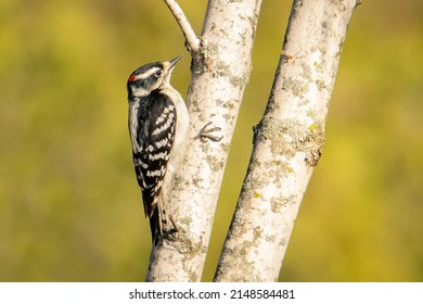 Male Downywoodpecker looking for food on an early spring morning with green blurred background