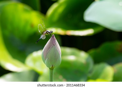 A Male Dragonfly Sitting On A Lotus Bud