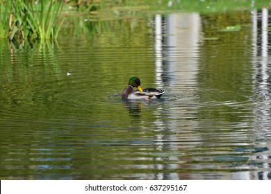 male duck 