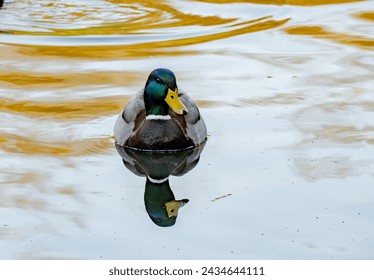 a male duck swimming in a lake 
 front view - Powered by Shutterstock