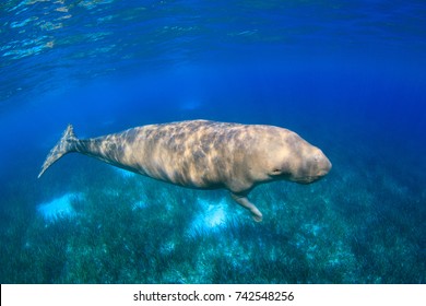 Male Dugong