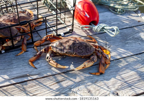 A male Dungeness\
crab outside of a crab trap on a dock, showing dark black holes on\
his claw from fights. The black holes will disappear once starts to\
mould for a fresh shell.