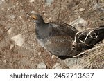 Male Dusky Grouse (Dendragapus obscurus) wild bird on the ground in Beartooth Mountains, Montana