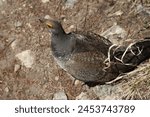 Male Dusky Grouse (Dendragapus obscurus) wild bird on the ground in Beartooth Mountains, Montana