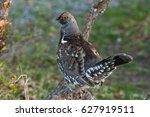 Male Dusky Grouse on a Campsite Table on a Spring Morning
