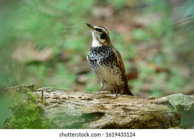 Male Of Dusky Thrush (Turdus Eunomus) Banded White And Black Chest Bird Perching On Timber Log While Searching For Meal In Early Morning Light