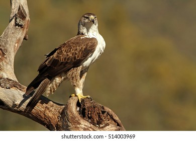 Male of Bonelliâ??s eagle on an ash branch. Aquila fasciata