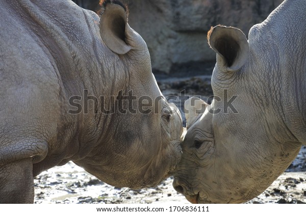 rhinoceros plural