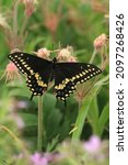 male eastern black swallowtail butterfly papilio polyxenes on prairie smoke Geum triflorum