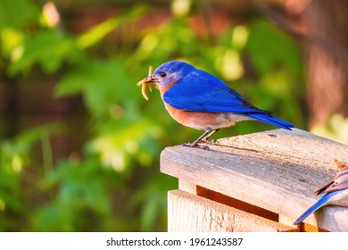 A Male Eastern Bluebird Enjoys Mealworms While Perched on a Nesting Box.