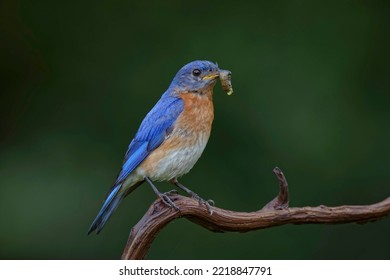 Male Eastern Bluebird With Grub Worm, Kentucky