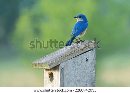 A Male Eastern Bluebird Guards His Chosen Nest Box.
