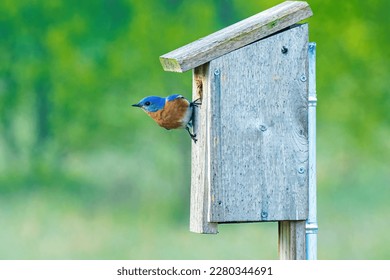 A Male Eastern Bluebird Has Chosen a Nesting Box in March.