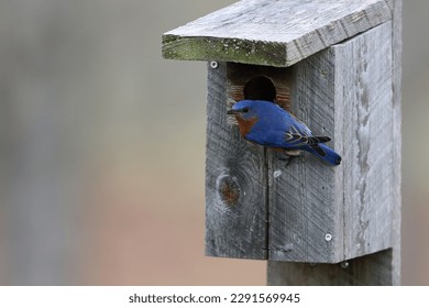 A male eastern bluebird on a bluebird box in New York in springtime