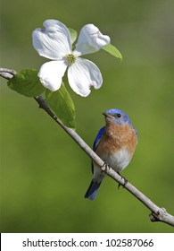 Male Eastern Bluebird On Branch With American Dogwood Flower