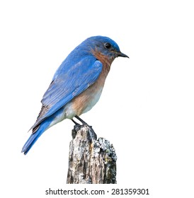 Male Eastern Bluebird On White Background, Isolated