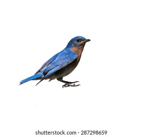 Male Eastern Bluebird On White Background, Isolated