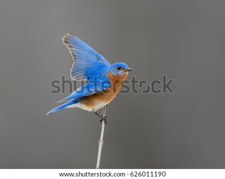 Similar – Bluethroat Ornithology