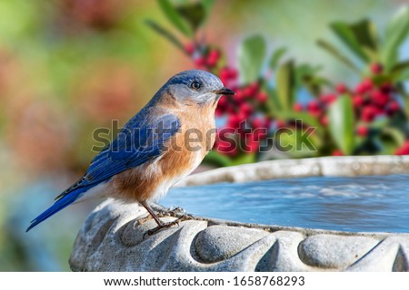 Male Eastern Bluebird Perched on Birdbath in Louisiana Winter With American Holly Tree Branches in Background