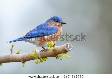 Male Eastern Bluebird Perched on Budding Limb in Early Spring