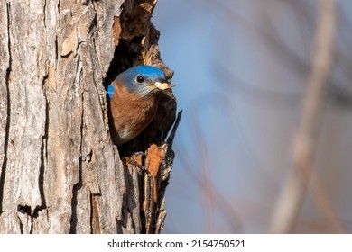A male Eastern Bluebird removes a wood chip from a nesting hole